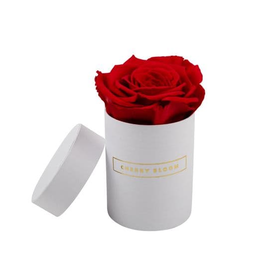 White Single Box One Year Rose Infinity Rose -  All Colours