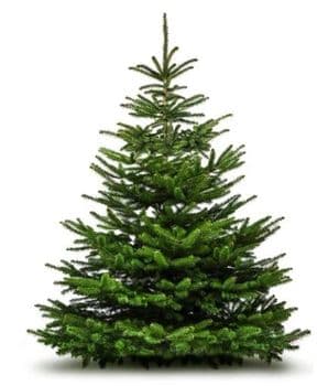 Normand Fir 5ft (150cm) Premium Xmas Tree