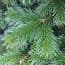 Normand Fir 6f (180cm) Premium Xmas Tree