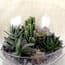 Succulent Mix