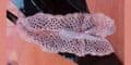 Bride's Garter