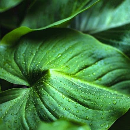 *View All Fresh Wax Melts Collection