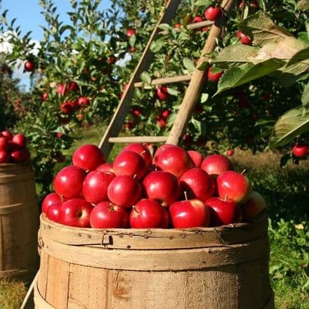 Apple Harvest Scented Wax Melts