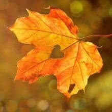 Autumn Collection