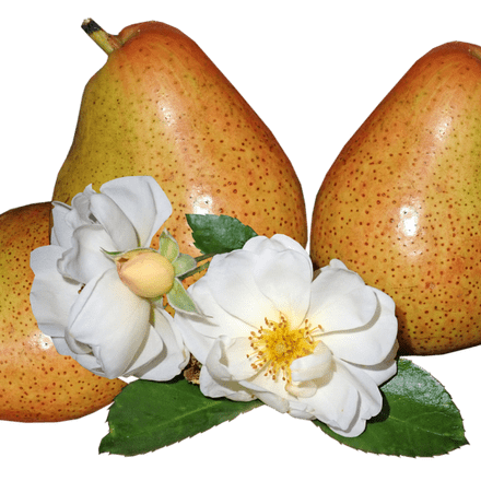 English Pear & Freesia Scented Wax Melts