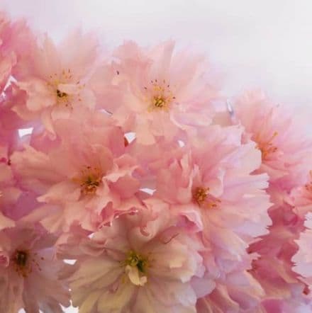 Flower Bomb Scented Wax Melts