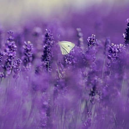 Lavender Haze Scented Wax Melts