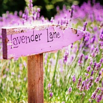 Lavender Lane Scented Wax Melts