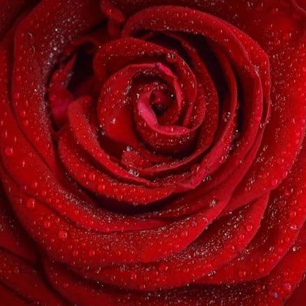 Red Red Roses Scented Wax Melts