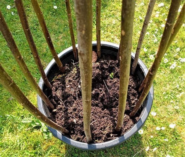 Garden Obelisk 150 cm WITH VIDEO TUTORIAL