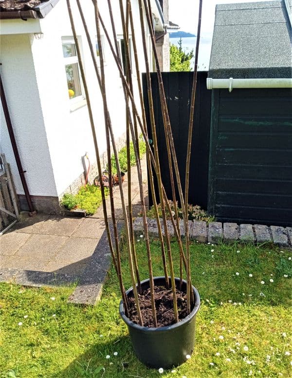 Garden Obelisk 150 cm WITH VIDEO TUTORIAL