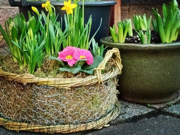 Willow Weaving Retreat Day in Cove Sat 11 April  2026