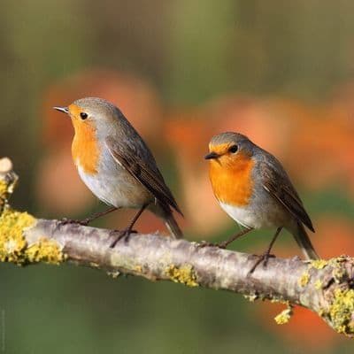 Birds