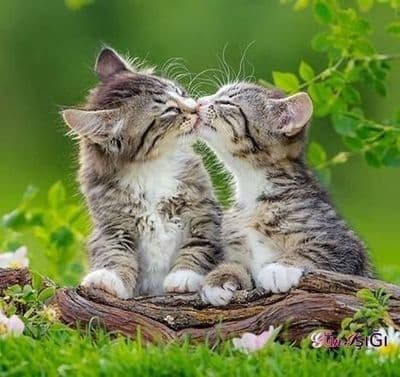 Cats
