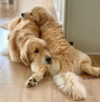 Dogs