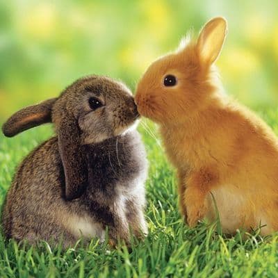 Rabbits