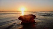 Sunset Shell 1