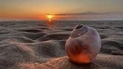 Sunset shell  11
