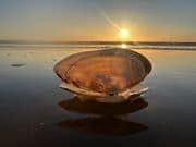 Sunset Shell 12