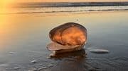 Sunset shell 19
