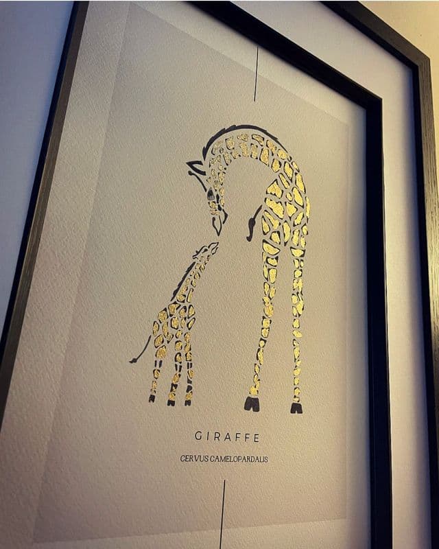 Giraffe's