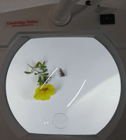 1.75X Long Reach, Articulated Arm, G-Clamp, Daylight LED Magnifier SUPERWide Lens