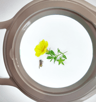 2.25X Long Reach, Gooseneck G-Clamp Daylight LED Magnifier, Wide Lens, Dimmable