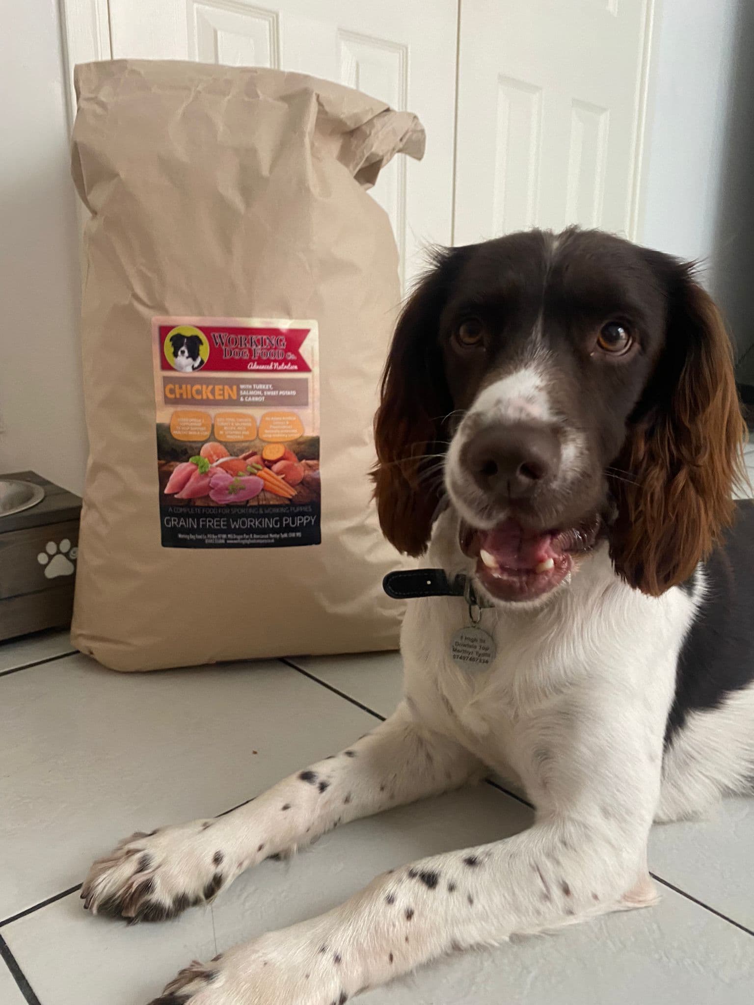What is the Difference Between Working and Normal Dog Food?