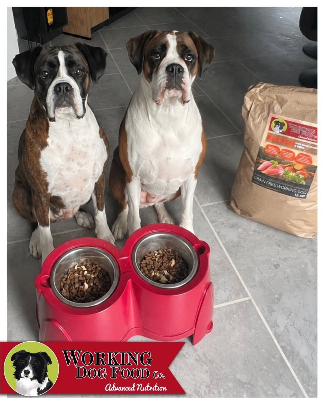 Boxer Approved! Two Happy Customers Put Our Grain Free Chicken to the Test