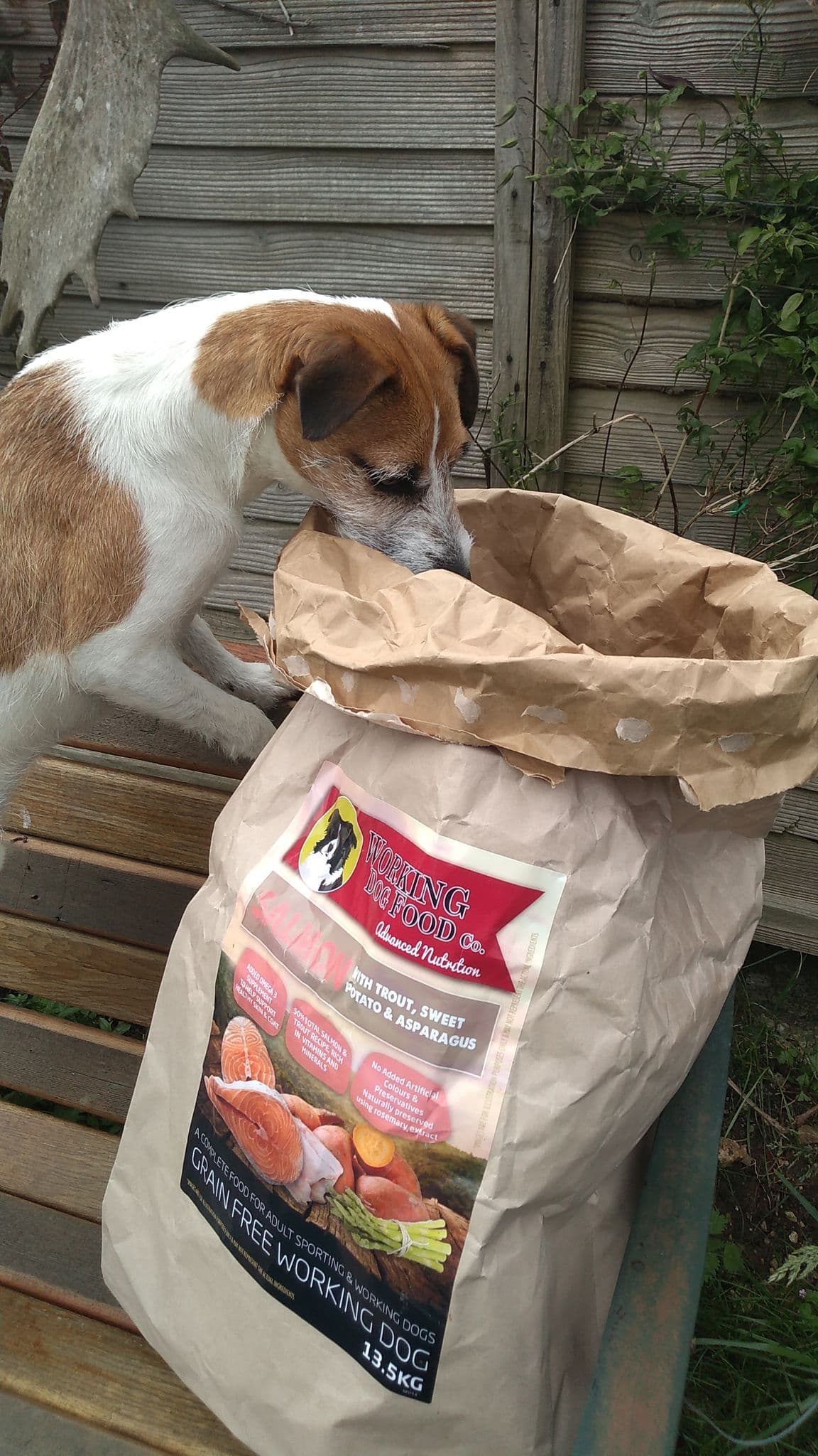 Can a Normal Dog Eat Working Dog Food? What Dog Owners Need to Know