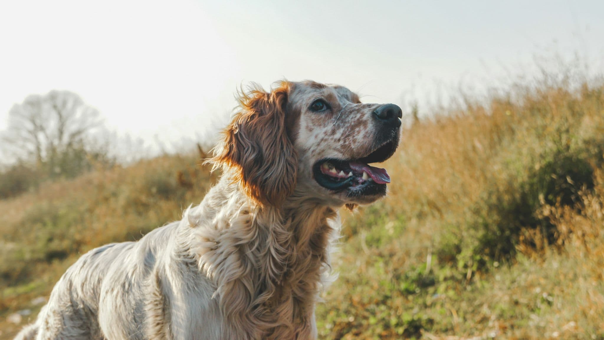 What’s the Best Dog Food in the UK? The 2026 Buyer’s Guide.