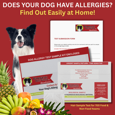 Stop Guessing. Start Knowing. Dog Allergy Test