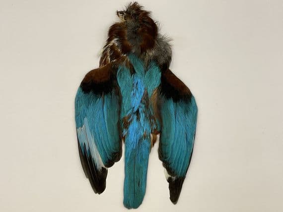 Asian Kingfisher