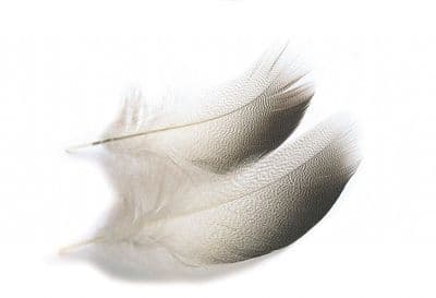 Mallard Duck bronze shoulders