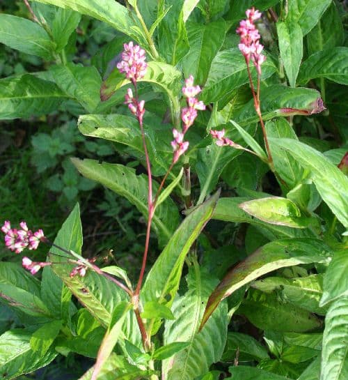 Japanese Indigo & x28;Persicaria tinctoria /Polygonum& x29;