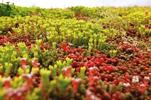 Sedum Plus Mat - PALLET DEALS