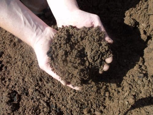 Topsoil - Multi Purpose Screened