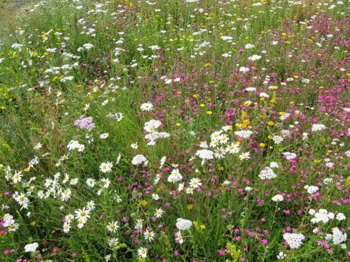 Wild Flower Turf Mat - PALLET DEALS