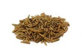 Dried Calcium Worms (Bird food)