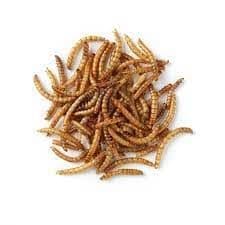 Dried Mealworms (Bird food)