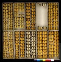 Museum Collections & Tray Scanner