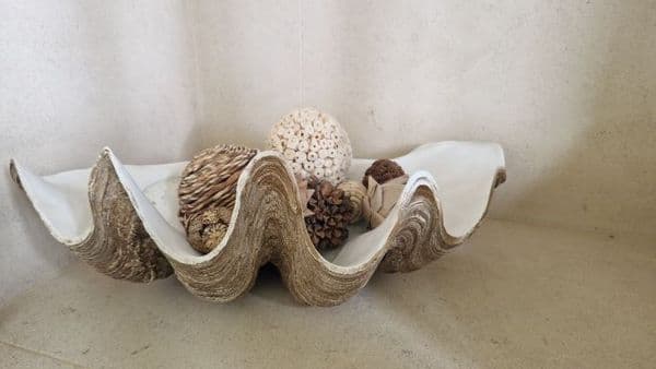 Large Clam Shell Decorative Bowl