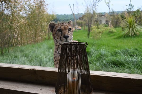 Tapered Tall Brass Strand Iron Lantern