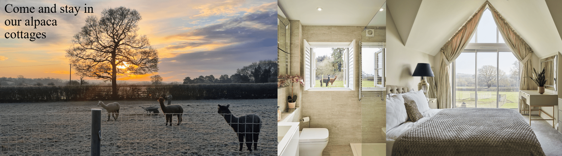 alpacas at our holiday cottage