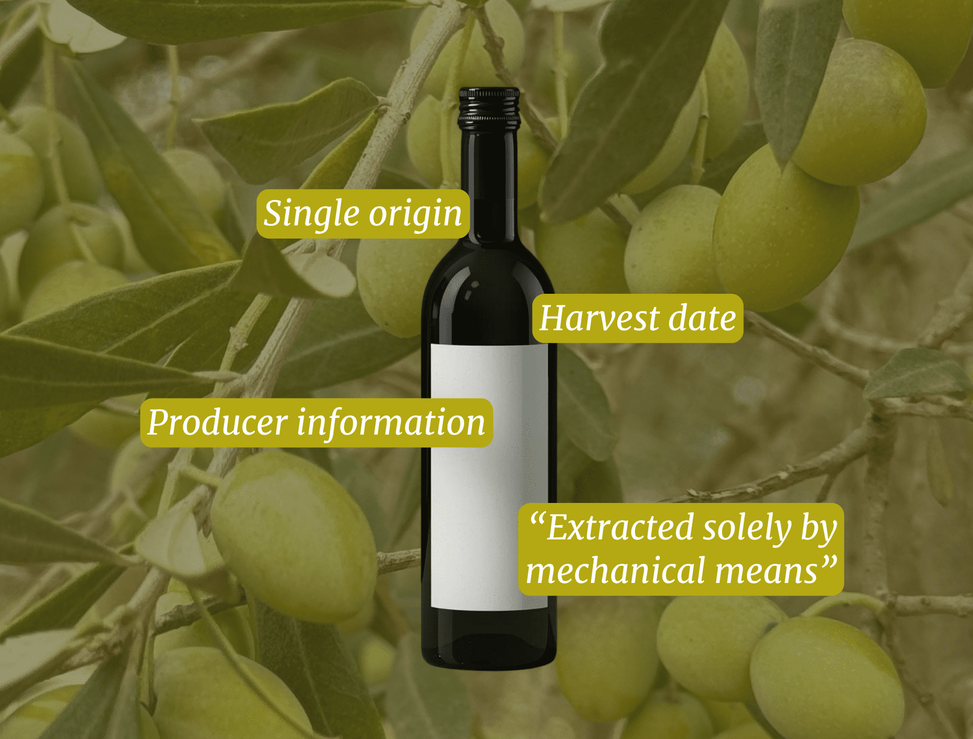 How to read an olive oil label: 4 things to look for before you buy