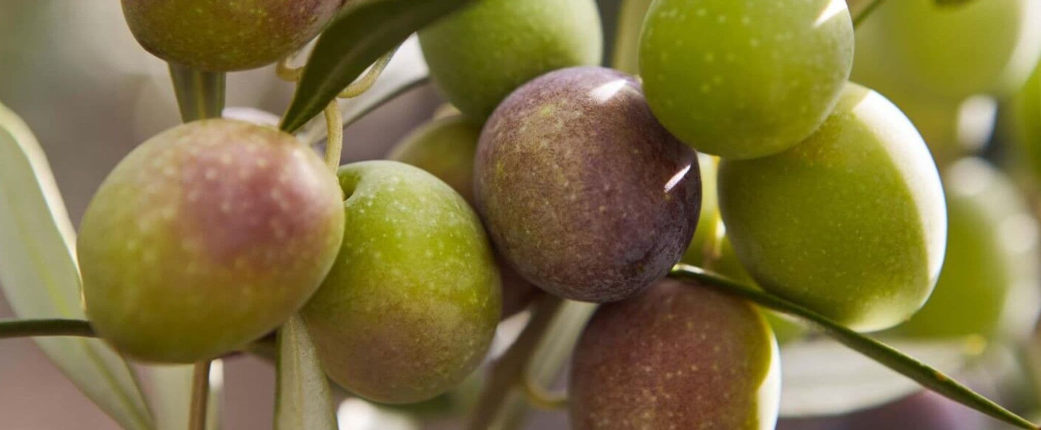 Top Quality Extra Virgin Olive Oil