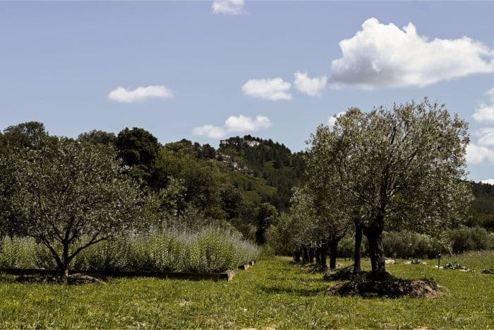 Estoublon Premium Extra Virgin Olive Oils