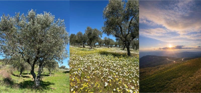Top Quality Portuguese Olive Oil