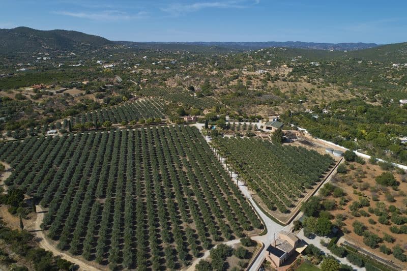 Top Quality Portuguese Olive Oil