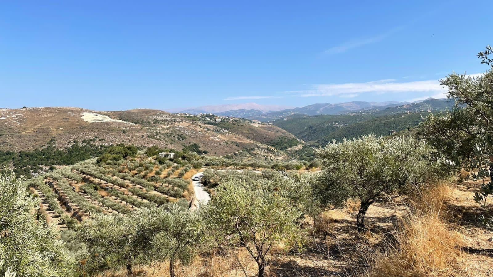 Solar Olives Kour Lebanon